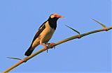 Siamese Pied Starlingborder=